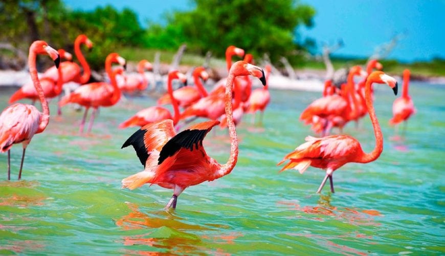 celestun flamingo tour