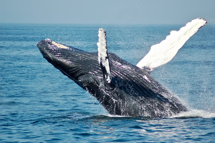 whale watching tours mexico