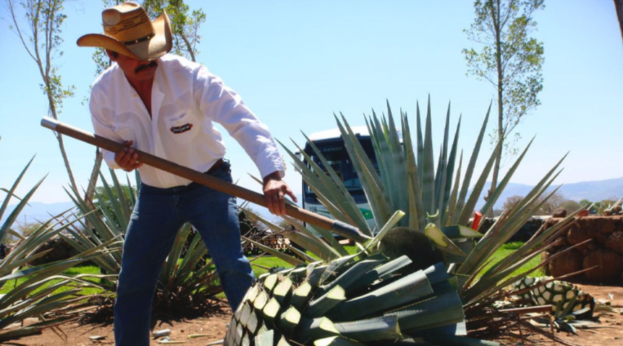Tequila and Distillery Tour From Guadalajara